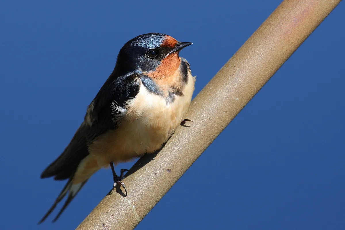 Foto de Golondrina común