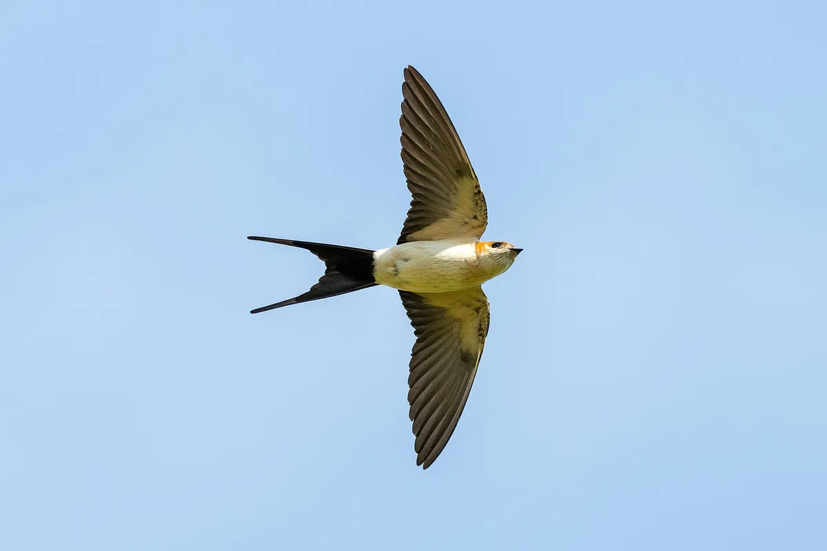 Foto de Golondrina dáurica