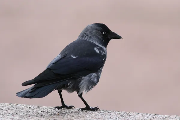 Foto de Grajilla occidental