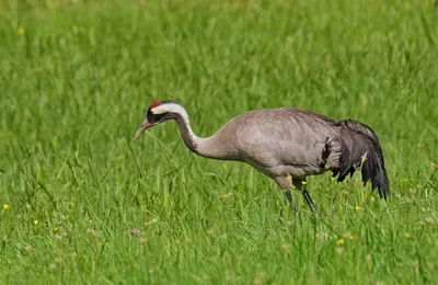 Foto de Grulla común