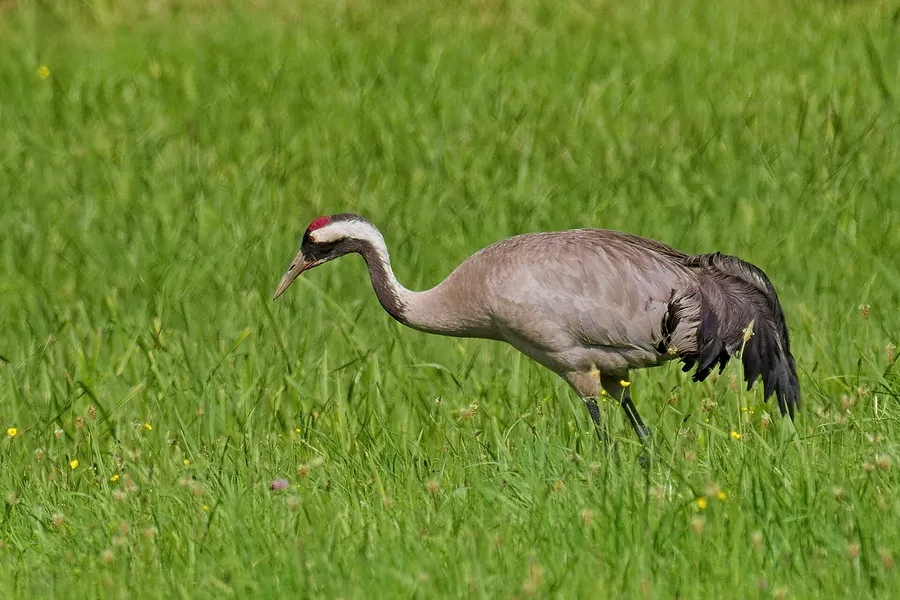 Foto de Grulla común