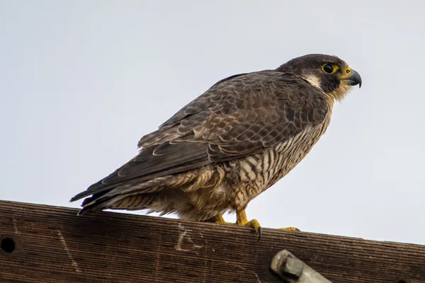 Foto de Halcón peregrino