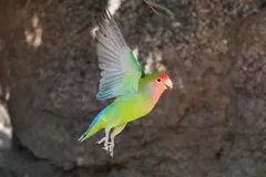Foto de Inseparable de Namibia