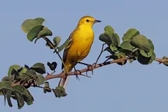 Foto de Lavandera boyera