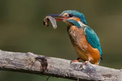 Foto de Martín pescador común