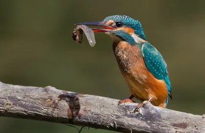 Foto de Martín pescador común