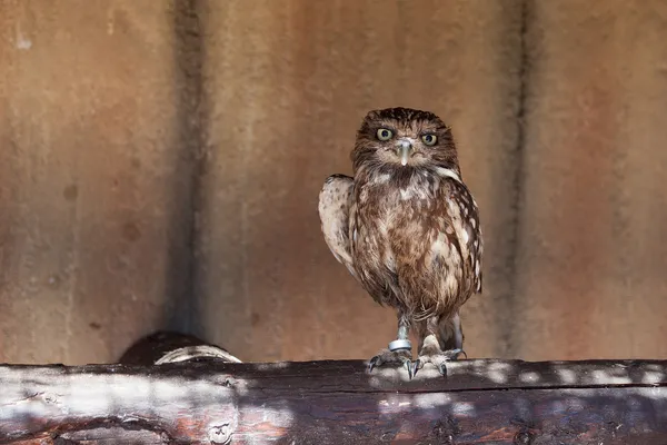 Foto de Mochuelo europeo