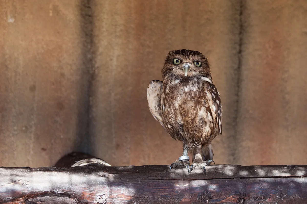 Foto de Mochuelo europeo