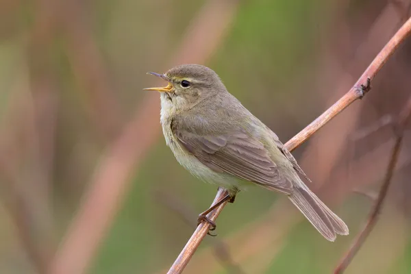 Foto de Mosquitero común