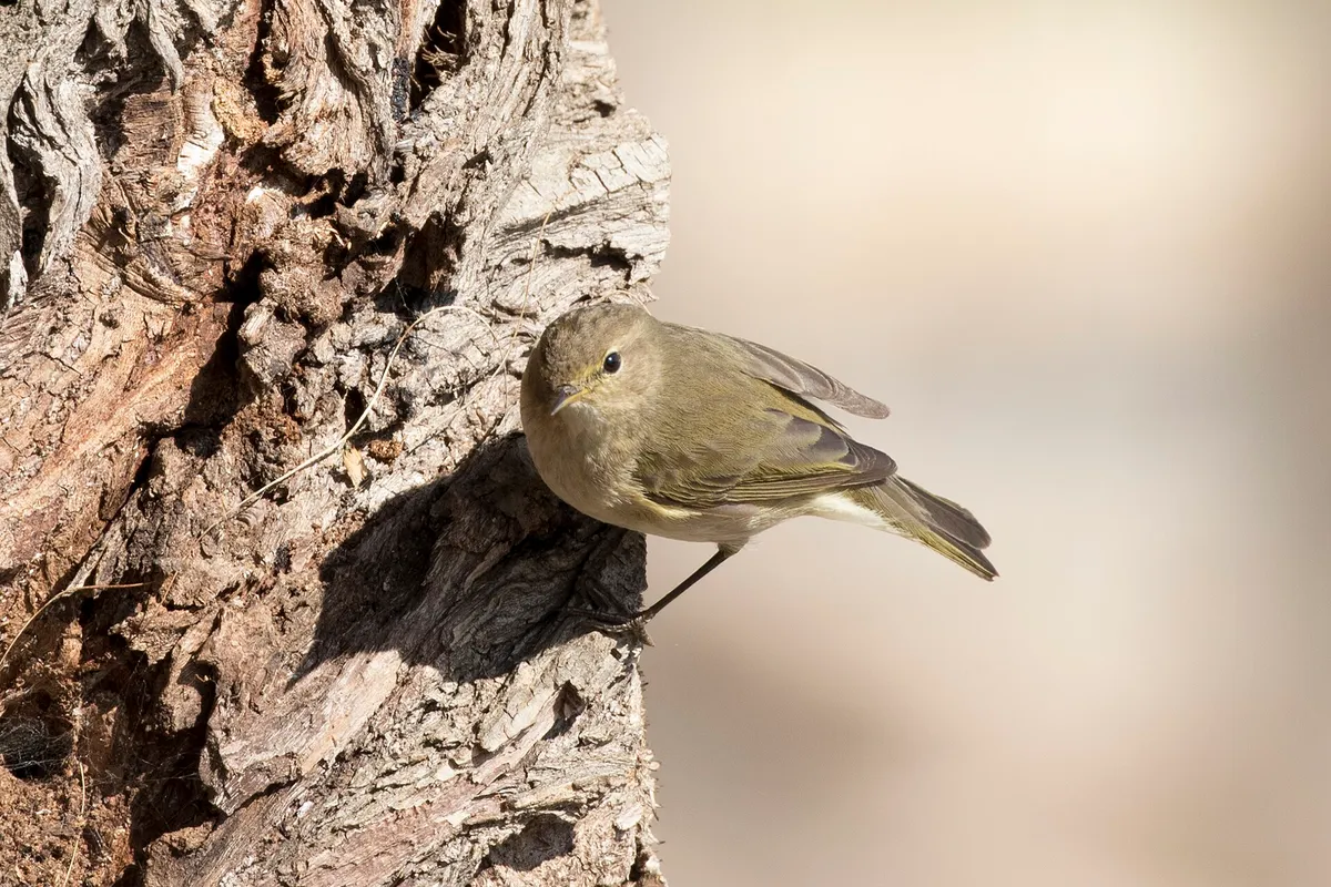 Foto de Mosquitero musical