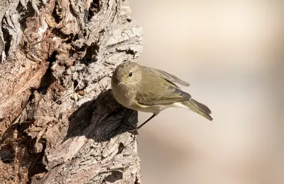 Foto de Mosquitero musical