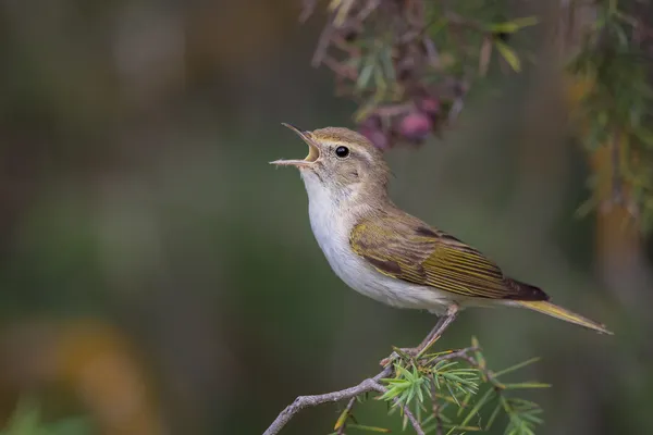 Foto de Mosquitero papialbo