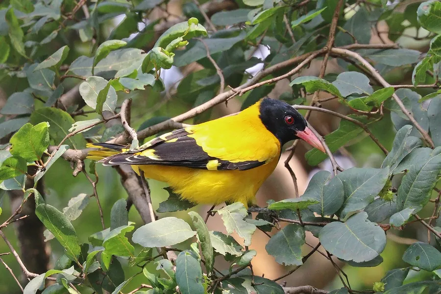 Foto de Oropéndola europea