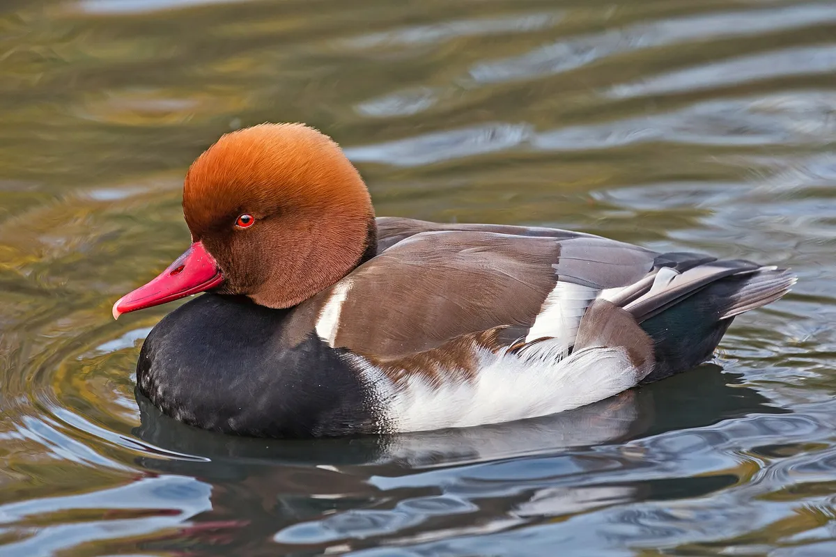 Foto de Pato colorado