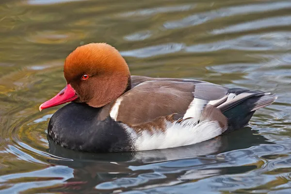 Foto de Pato colorado