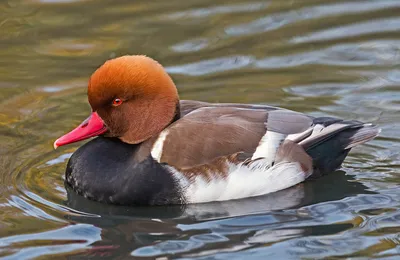 Foto de Pato colorado