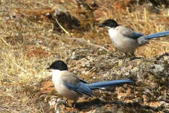 Foto de Rabilargo ibérico