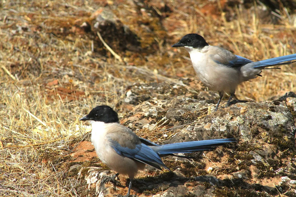 Foto de Rabilargo ibérico