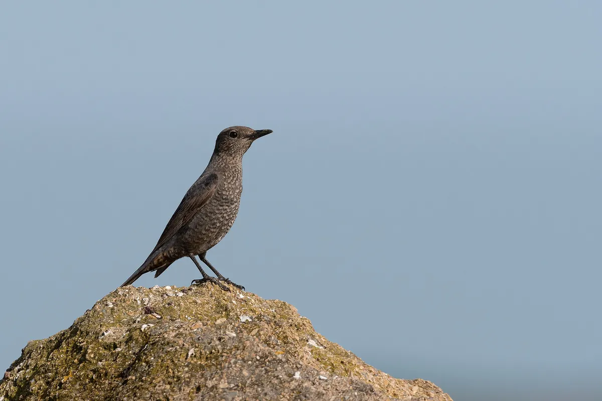 Foto de Roquero solitario