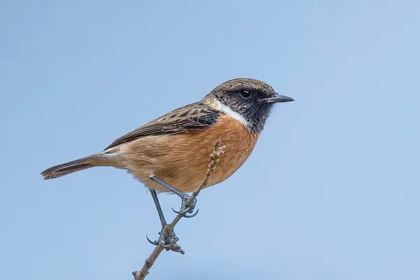 Foto de Tarabilla común