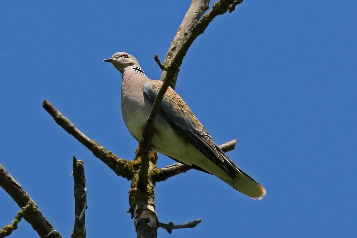Foto de Tórtola europea
