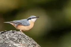 Foto de Trepador azul