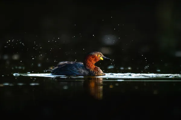 Foto de Zampullín común