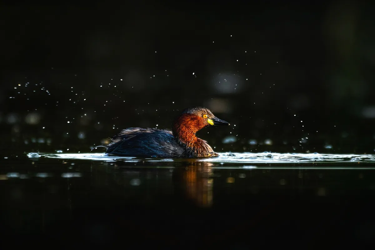 Foto de Zampullín común