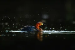 Foto de Zampullín común